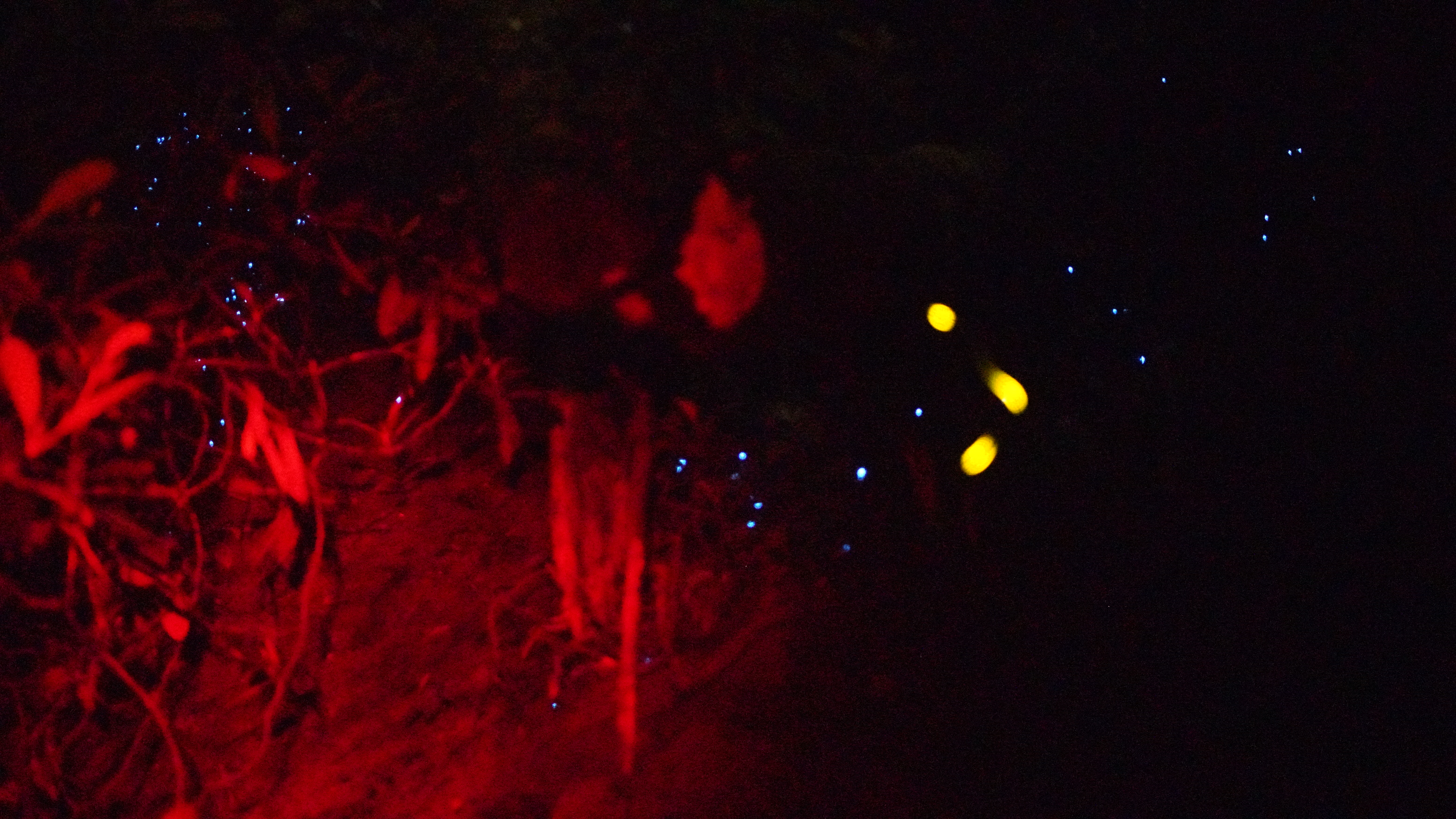 gnat larvae glow and firefly flash
