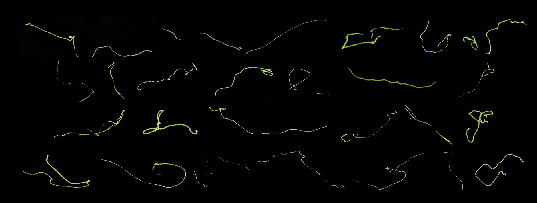 phausis reticulata trajectories